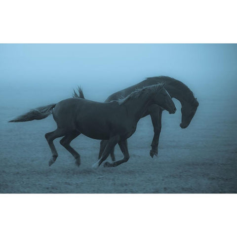 Horses In The Fog Black Modern Wood Framed Art Print with Double Matting by Wallberg, Allan