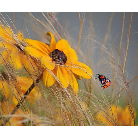 Colors Of Summer Black Modern Wood Framed Art Print with Double Matting by Cseresnjes, Anna