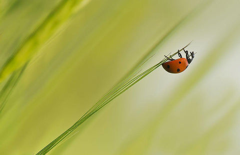 Up White Modern Wood Framed Art Print with Double Matting by Zahirimehr, Maryam