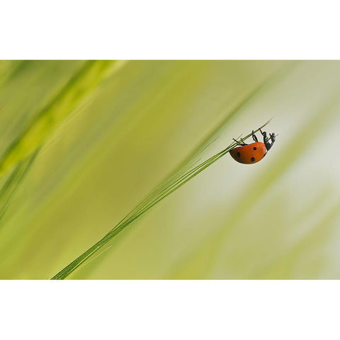 Up Black Modern Wood Framed Art Print with Double Matting by Zahirimehr, Maryam