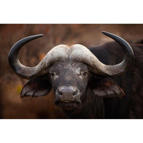 A Buffalo Portrait Black Modern Wood Framed Art Print by Moreno, Mario