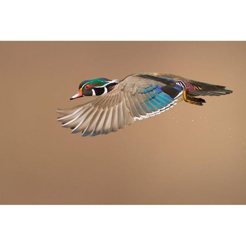 Wood Duck Black Modern Wood Framed Art Print with Double Matting by Costina, Mircea