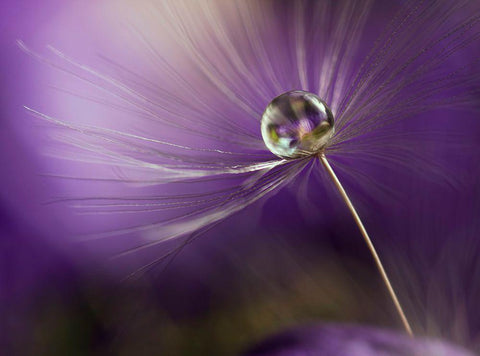 In Shades Of Purple Black Ornate Wood Framed Art Print with Double Matting by Westum, Heidi