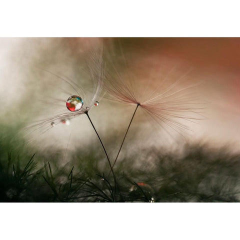 With And Without White Modern Wood Framed Art Print by Westum, Heidi