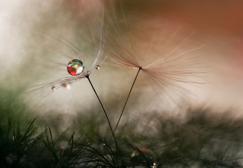 With And Without Black Ornate Wood Framed Art Print with Double Matting by Westum, Heidi