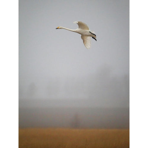 Out Of The Mist Gold Ornate Wood Framed Art Print with Double Matting by Sahlen, Jan