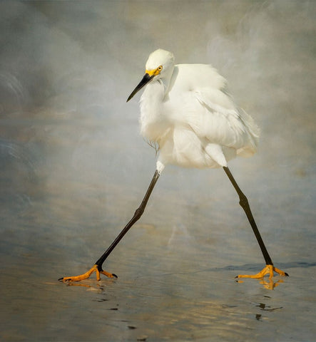 The Rock Star White Modern Wood Framed Art Print with Double Matting by Forns, Alfred