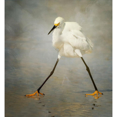 The Rock Star White Modern Wood Framed Art Print by Forns, Alfred