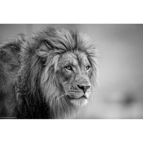 His Majesty.... Black Modern Wood Framed Art Print with Double Matting by C. Sink, Jeffrey