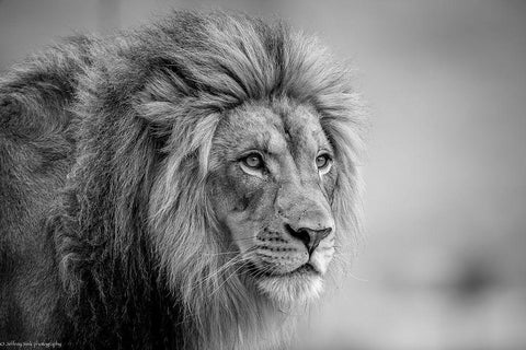 His Majesty.... White Modern Wood Framed Art Print with Double Matting by C. Sink, Jeffrey