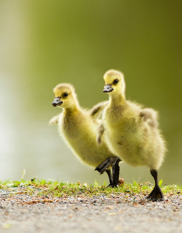 1, 2, 3, Go! White Modern Wood Framed Art Print with Double Matting by Costina, Mircea