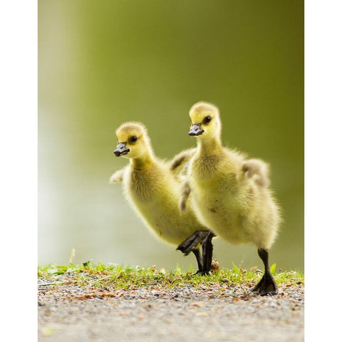 1, 2, 3, Go! White Modern Wood Framed Art Print by Costina, Mircea