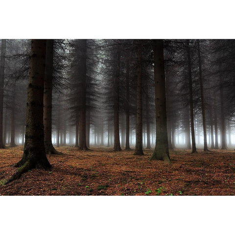 Place Of Silence White Modern Wood Framed Art Print by Petrovic, Dragisa