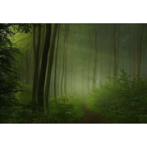 Forest Morning White Modern Wood Framed Art Print by Maier, Norbert