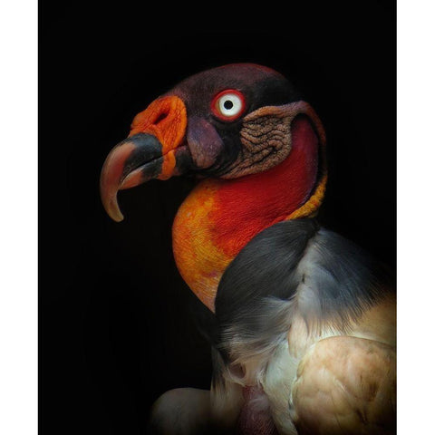 King Vulture-Sarcoramphus Papa Black Modern Wood Framed Art Print with Double Matting by Valverde, Ferdinando