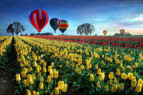 Hot Air Balloons Over Tulip Field Black Ornate Wood Framed Art Print with Double Matting by Lee, William