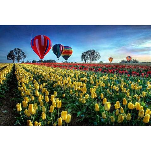 Hot Air Balloons Over Tulip Field White Modern Wood Framed Art Print by Lee, William