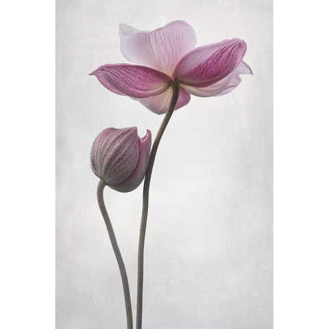 A Little Touch White Modern Wood Framed Art Print by Gronkjar, Lotte