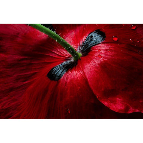 Papaver Passion Black Modern Wood Framed Art Print with Double Matting by Disher, Mandy