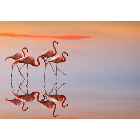 Flamingos Family Black Modern Wood Framed Art Print by Cseresnjes, Anna