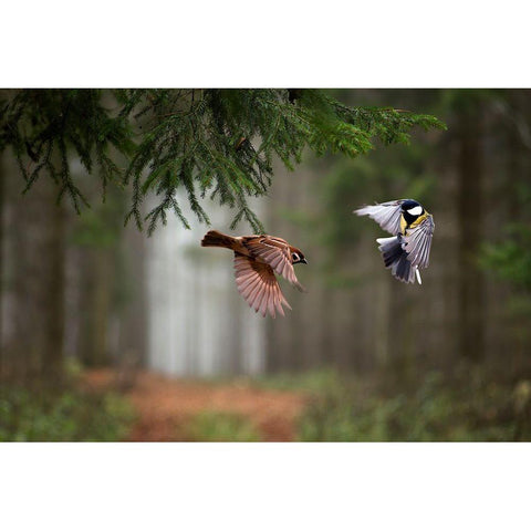 Two Black Modern Wood Framed Art Print by Bognar, Peter