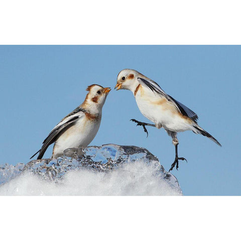 Snow Buntings Gold Ornate Wood Framed Art Print with Double Matting by Costina, Mircea