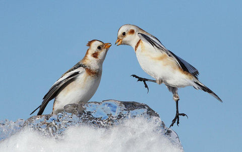 Snow Buntings White Modern Wood Framed Art Print with Double Matting by Costina, Mircea