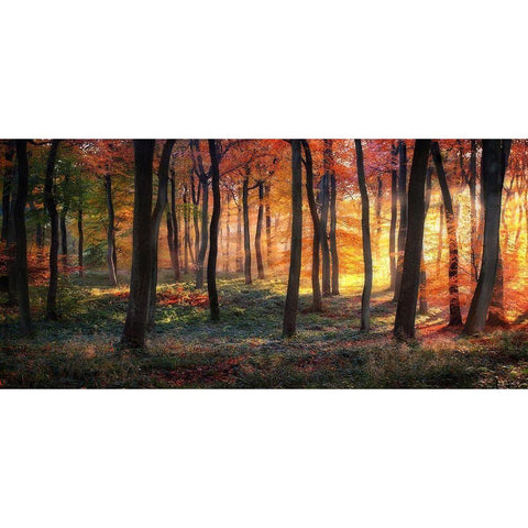 Autumn Woodland Sunrise Gold Ornate Wood Framed Art Print with Double Matting by Photokes