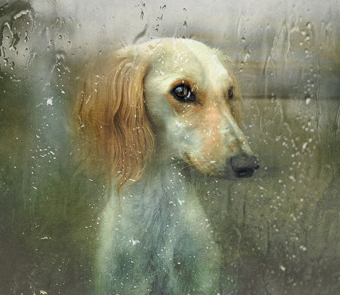 That Autumn... White Modern Wood Framed Art Print with Double Matting by Melik-Nubarova, Svetlana