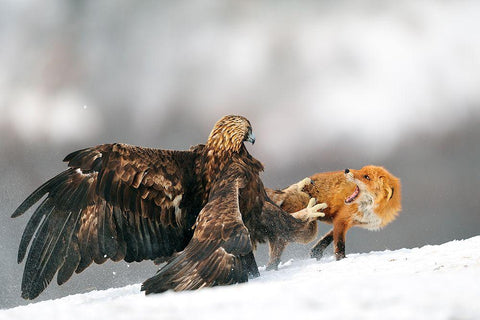 Golden Eagle And Red Fox White Modern Wood Framed Art Print with Double Matting by Adams, Yves