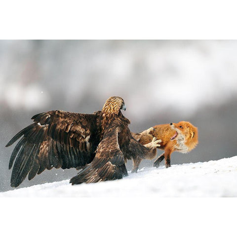 Golden Eagle And Red Fox White Modern Wood Framed Art Print by Adams, Yves