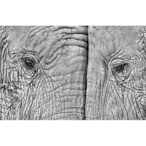 Two Elephants Gold Ornate Wood Framed Art Print with Double Matting by Luis Duran, Juan