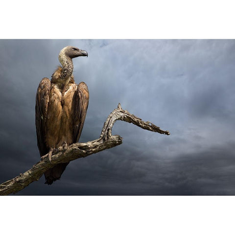 The Vulture White Modern Wood Framed Art Print by Moreno, Mario