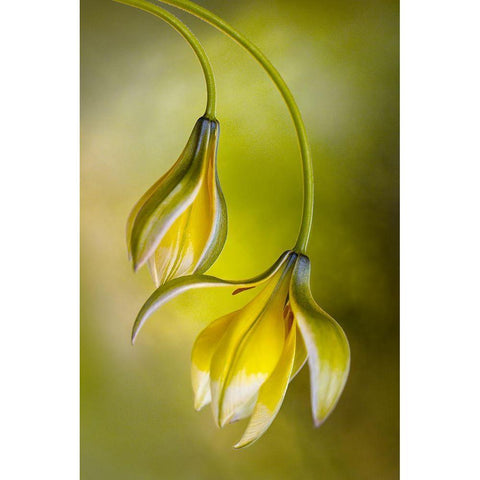 Tulipa Black Modern Wood Framed Art Print with Double Matting by Disher, Mandy