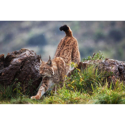 Lynx On The Move White Modern Wood Framed Art Print by Moreno, Mario