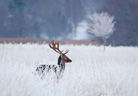 Fallow Deer In The Frozen Winter Landscape White Modern Wood Framed Art Print with Double Matting by Wallberg, Allan