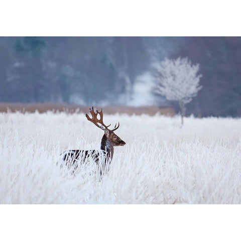 Fallow Deer In The Frozen Winter Landscape Gold Ornate Wood Framed Art Print with Double Matting by Wallberg, Allan