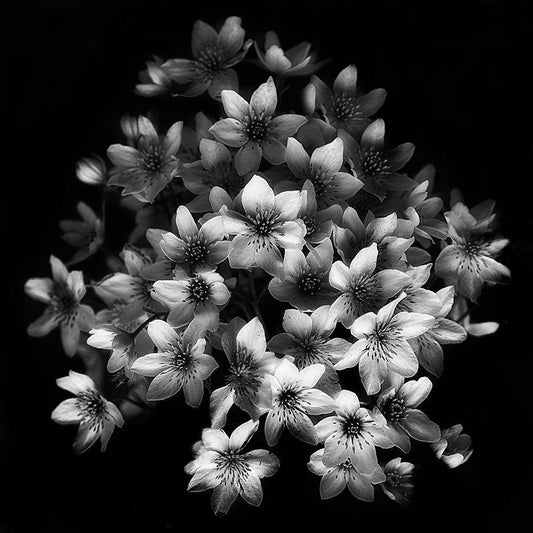 Image Only