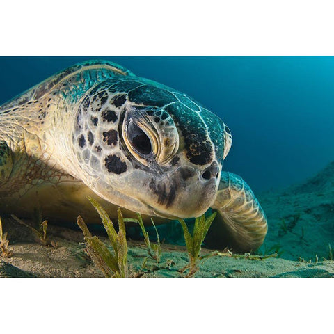 Gaze Black Modern Wood Framed Art Print by Marchenko, Dmitry