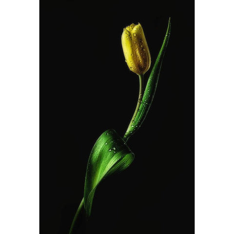 Tulip Gold Ornate Wood Framed Art Print with Double Matting by Conroy, Joe