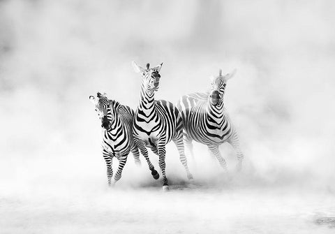 Zebras White Modern Wood Framed Art Print with Double Matting by Luis Duran, Juan