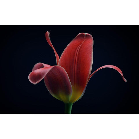 First Tulip White Modern Wood Framed Art Print by Gronkjar, Lotte