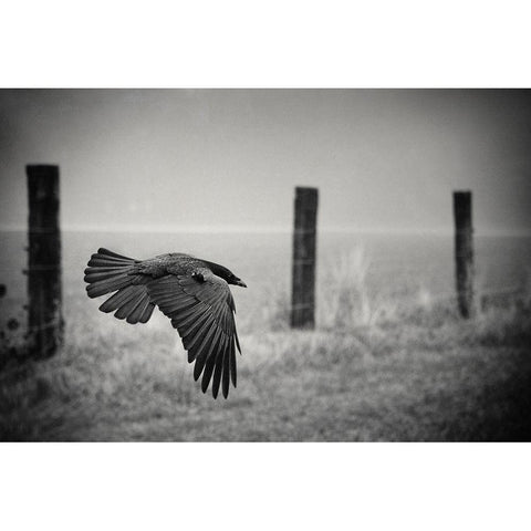 The Day Of The Raven Gold Ornate Wood Framed Art Print with Double Matting by Droste, Holger