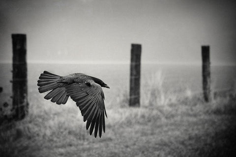 The Day Of The Raven White Modern Wood Framed Art Print with Double Matting by Droste, Holger