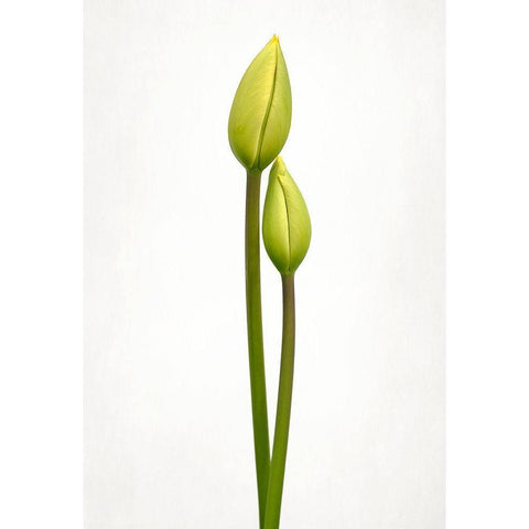 Tulip Time White Modern Wood Framed Art Print by Gronkjar, Lotte