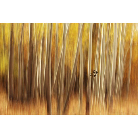 Untitled Black Modern Wood Framed Art Print with Double Matting by Hossein Shojaii, Amir