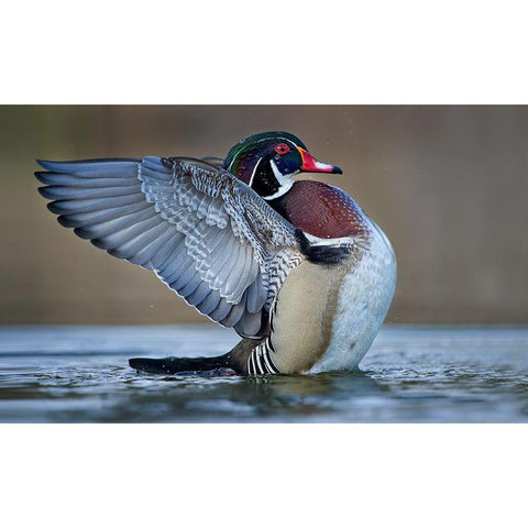 Morning Stretch Gold Ornate Wood Framed Art Print with Double Matting by Schlaf, Christopher