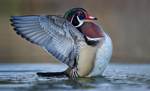 Morning Stretch Black Ornate Wood Framed Art Print with Double Matting by Schlaf, Christopher