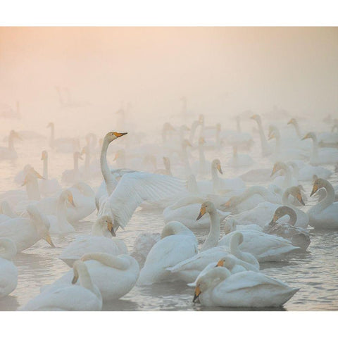 Song Of The Morning Light White Modern Wood Framed Art Print by Dubikovskiy, Dmitry