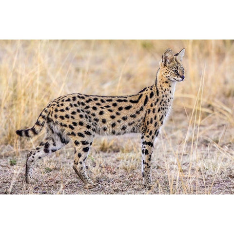 Serval Hunting White Modern Wood Framed Art Print by C. Sink, Jeffrey